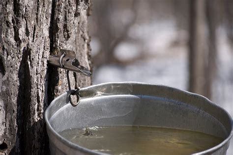How To Tap Maple Trees Blains Farm And Fleet Blog
