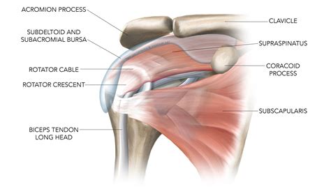 Want to learn more about it? Anatomy Rotator Cuff Muscles Diagram - Aflam-Neeeak