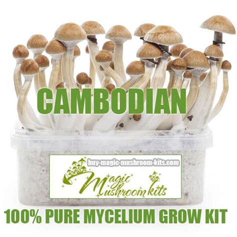Cambodian 100 Mycelium Grow Kit Buy Magic Mushroom