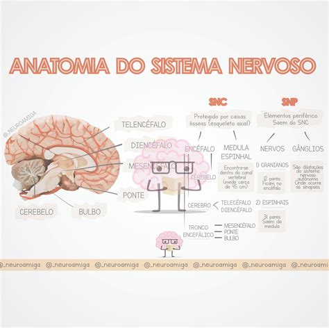 Mapa Mental Sistema Nervoso Anatomia I Porn Sex Picture
