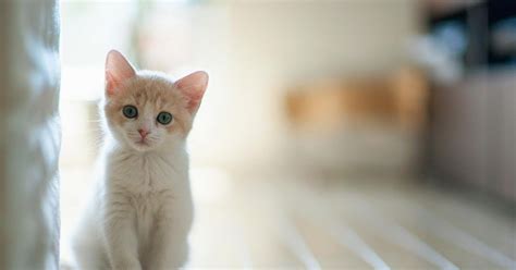 Kucing Lucu Hidup