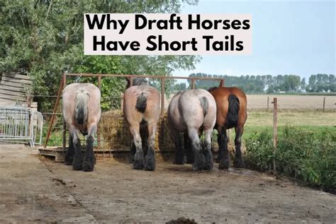 Why Draft Horses Have Short Tails Horsy Planet