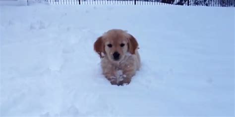 Puppies Playing In The Snow Video Compilation The Huffington Post