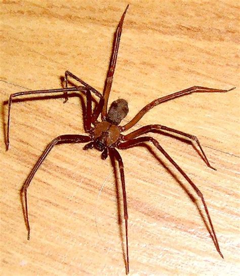 A Brown Recluse Spider From Wichita Falls Texas Bugs In