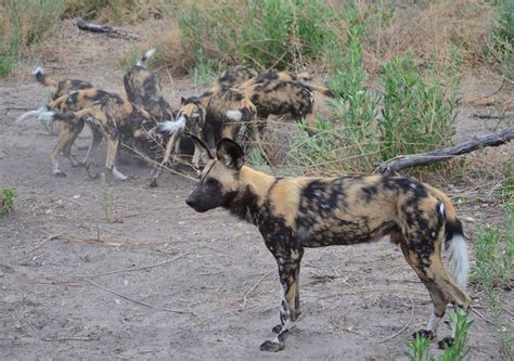 Til That Unlike Most Animals African Wild Dogs Follow An Age Based