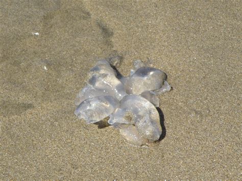 Mystery Beach Blob Found On A California Beach Last Month It Didnt