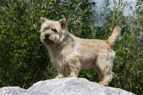 Cairn Terrier Breeders And Puppies For Sale