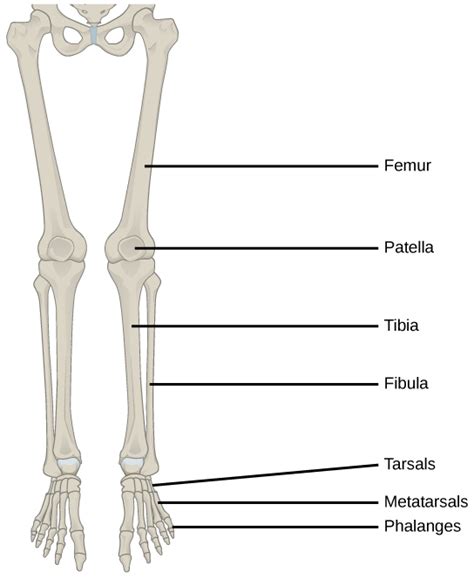 384 Types Of Skeletal Systems Human Appendicular Skeleton Biology