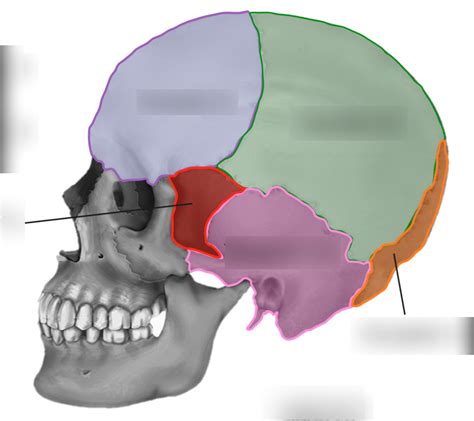 Bones Of The Cranium Diagram Quizlet