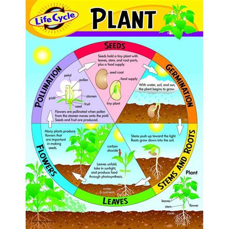 Chart Life Cycle Of A Plant K Plant Life Cycle Life Cycles Plant