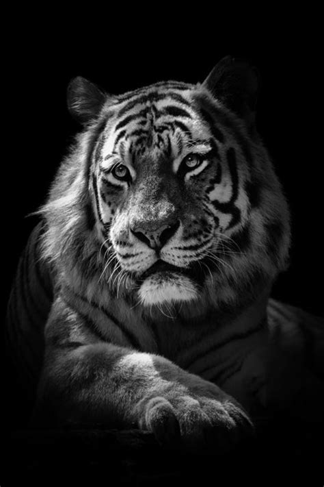 Black And White Stripes Anja Wessels Photography