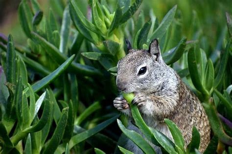 What Do Ground Squirrels Eat Their 5 Favorite Foods Smiths Pest