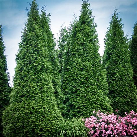 Buy Thuja Green Giant Thuja Trees For Sale The Tree Center