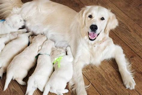 How Long Does It Take For A Dog To Give Birth Pet Friendly House
