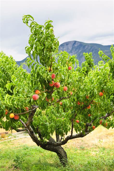 The Best Fruit Trees For Colorado Progardentips