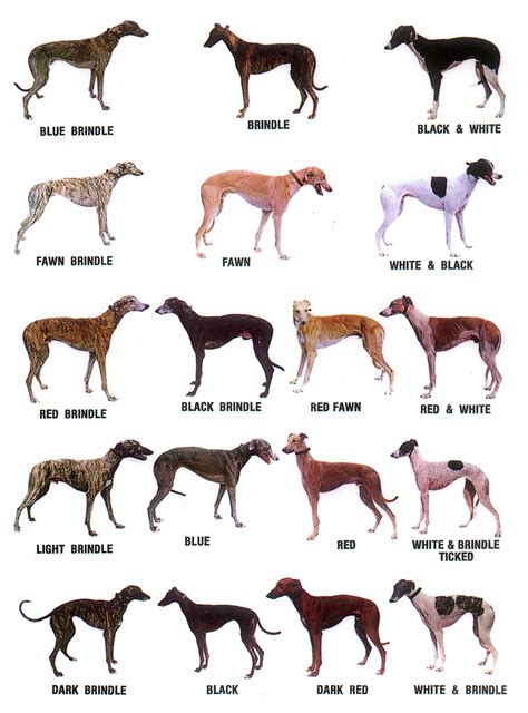 An Image Of Different Dogs That Are In Color And Black And White Or Red