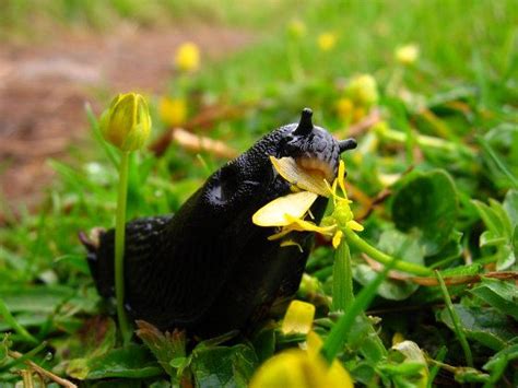 I guess the term pesticide is applicable only to plants. Organic Garden Pest Control - Without Toxins