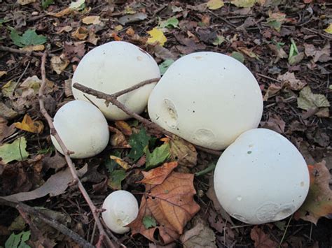 How To Identify And Prepare The Giant Puffball Mushroom