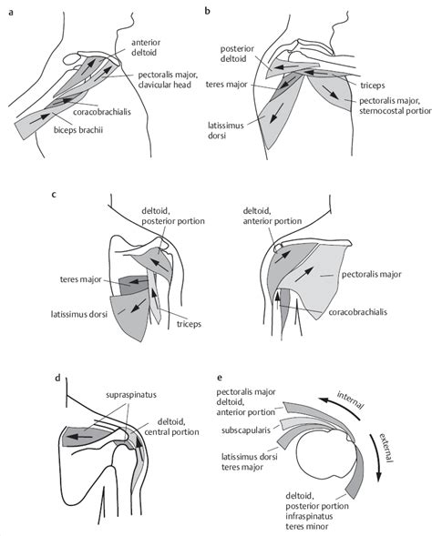 16 Mechanical Aspects Of The Shoulder Musculoskeletal Key