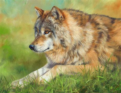 Grey Wolf Painting By David Stribbling