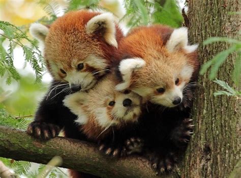 Before Seeing Turning Red Learn These Amazing Red Panda Facts Artofit