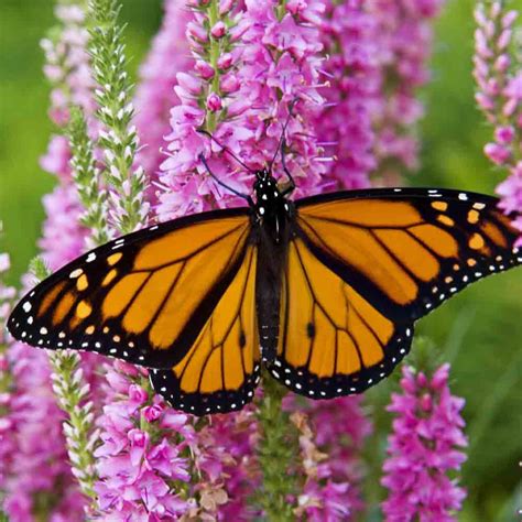 Monarch Butterfly Heirloom Flower Mix Seeds Terroir Seeds