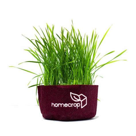 Wheatgrass Microgreens Kit