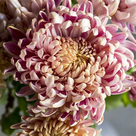 19 Stunning Fall Chrysanthemums Sunset Magazine