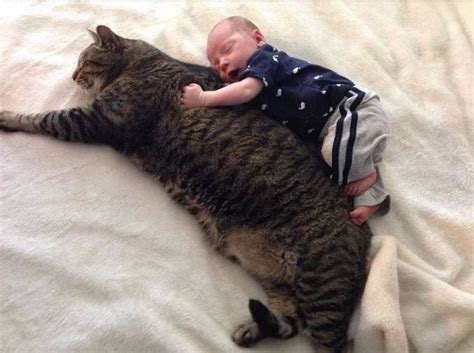 30 Gigantic Cats Who Arent Kittens Anymore Pressroomvip Part 3