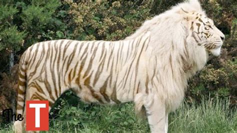 10 Common Animals That Look Out Of This World ! - YouTube