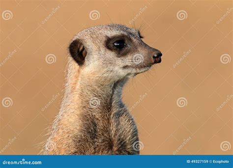 Meerkat Portrait Stock Image Image Of Snout Alert Suricatta 49327159