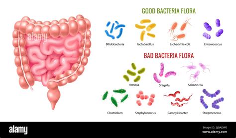 Human Colon Bacterial Flora Infographics Illustrated Intestine Anatomy