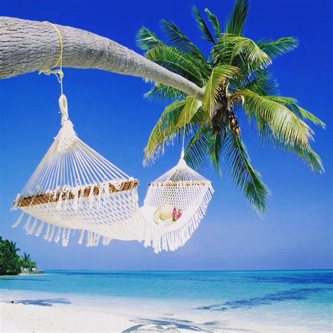 Genial Images Palm Tree Hammock Home Inspiration