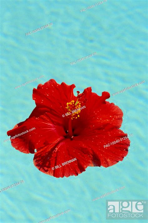 Single Red Hibiscus Floating In Pool Stock Photo Picture And Rights