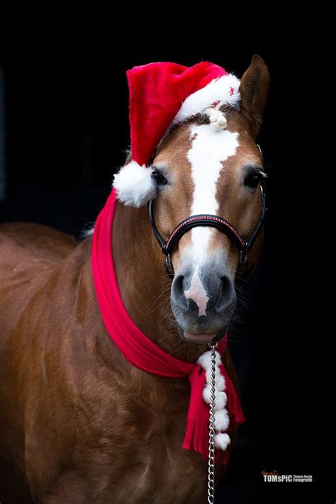 Tacchi A Cavallo Merry Christmas Horse Lovers