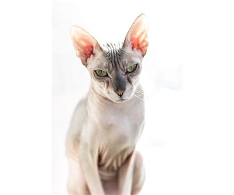 Donskoy Cat Or Don Sphynx Breed Information With Photos