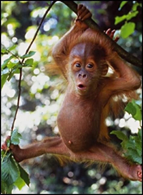 Baby Orangutan Looks Like He Has An Outie Apes