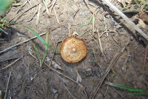 Wild Edible Mushrooms That Grow In Oklahoma All Mushroom Info
