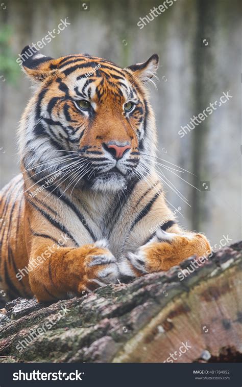 Beautiful Rare Sumatran Tiger Rare Tiger Stock Photo 481784992