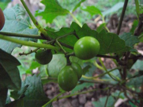 Picking a top 3 is very difficult, so i will pick a top 5 for taste and a top 3 for how easy they are to grow. Forum: Tropical Fruit Trees Successfuly Grown In Sydney ...