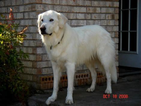 2374 best r/greatpyrenees images on pholder. Great Pyrenees And Chocolate Lab Mix | Great pyrenees, Lab ...