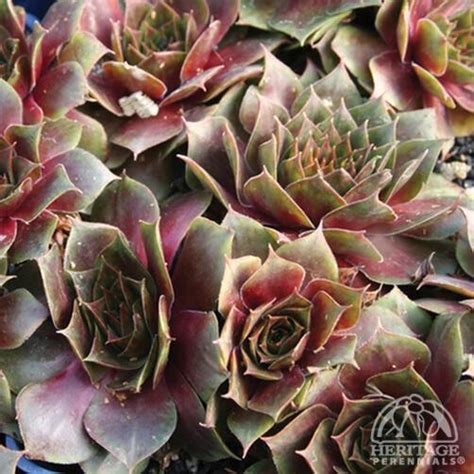 Plant Profile For Sempervivum ‘othello Hen And Chicks Perennial
