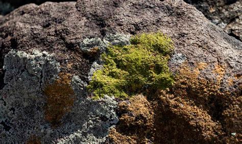 Fungi And Lichens The