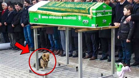 ce chien a assisté à l enterrement de son maître et ce qu il a fait ensuite a fait pleurer tout