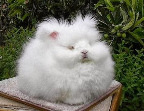 Check Out These Incredible Angora Rabbits They Just Might Be The