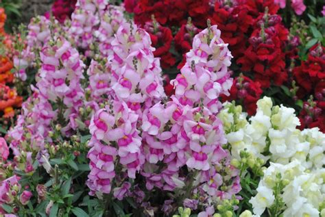 How To Grow And Care For Angelonia Greenlife