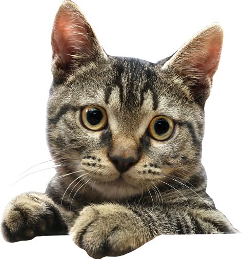 Cat Png Transparent Background Free Download 40348 Freeiconspng