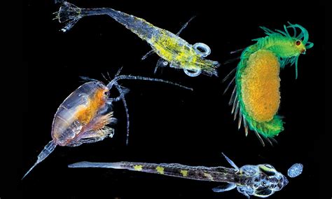 The Microscopic Magic Of Plankton Environment The Guardian