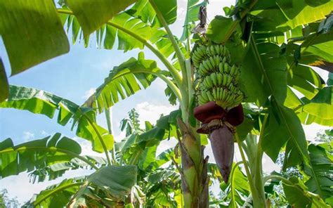 How To Harvest Bananas 4 Important Things To Look For Minneopa Orchards