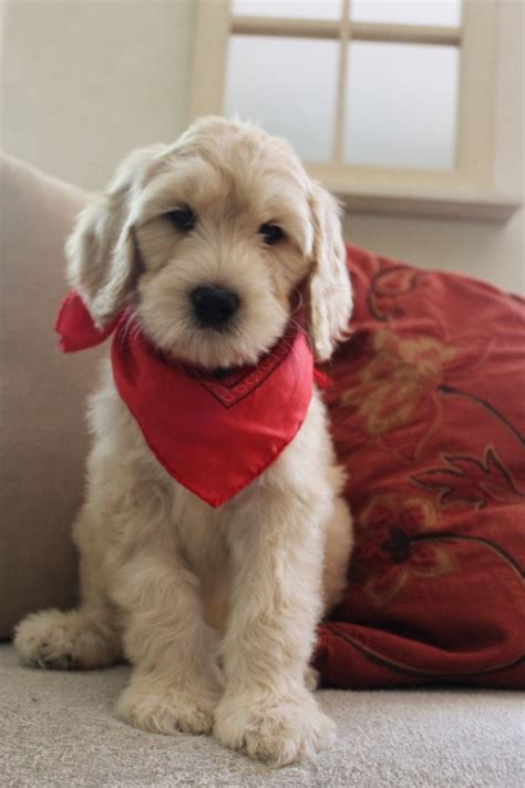 As a west coast doodle breeder, it's so much fun to be able to share our wonderful mini and medium doodles with you on the east coast. Australian Labradoodle puppies available through our ...